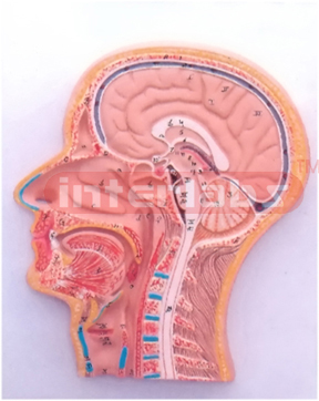 HUMAN HEAD AND NECK